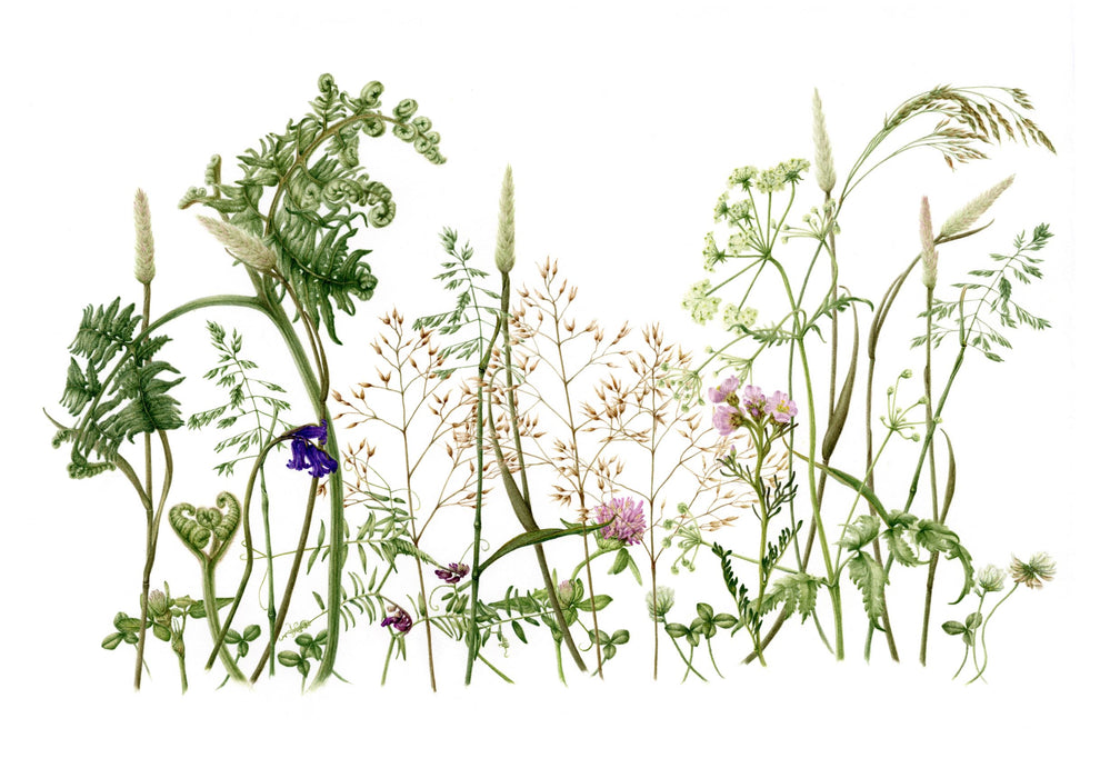 Wildflower Meadow Print