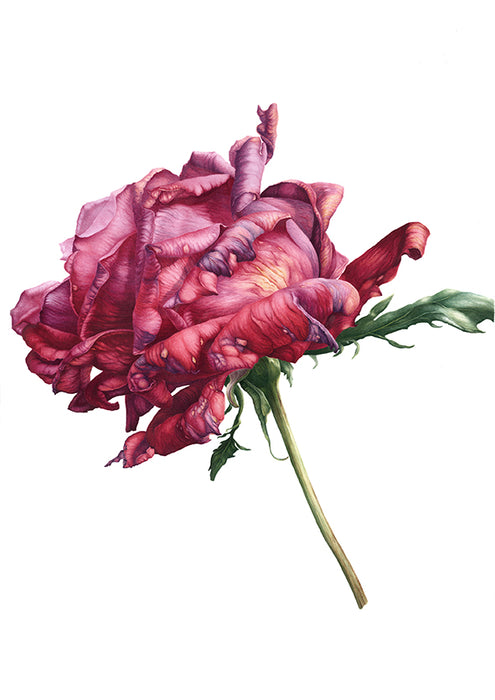 The Last Rose - Large Print