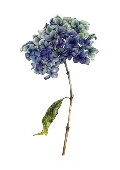 Blue Dried Hydrangea Print