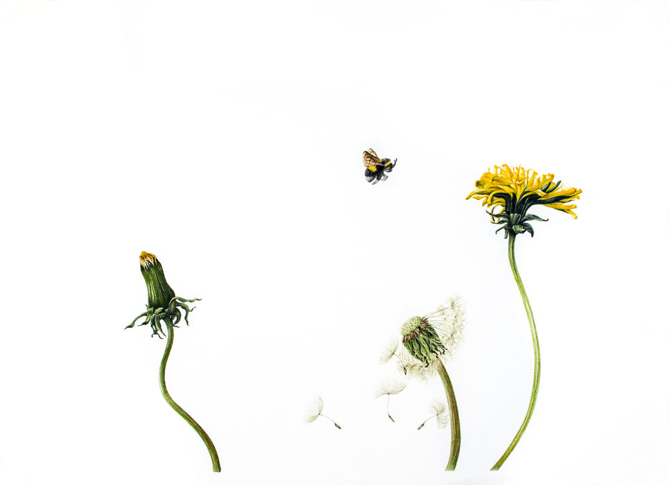 Dandelions and Bee Print