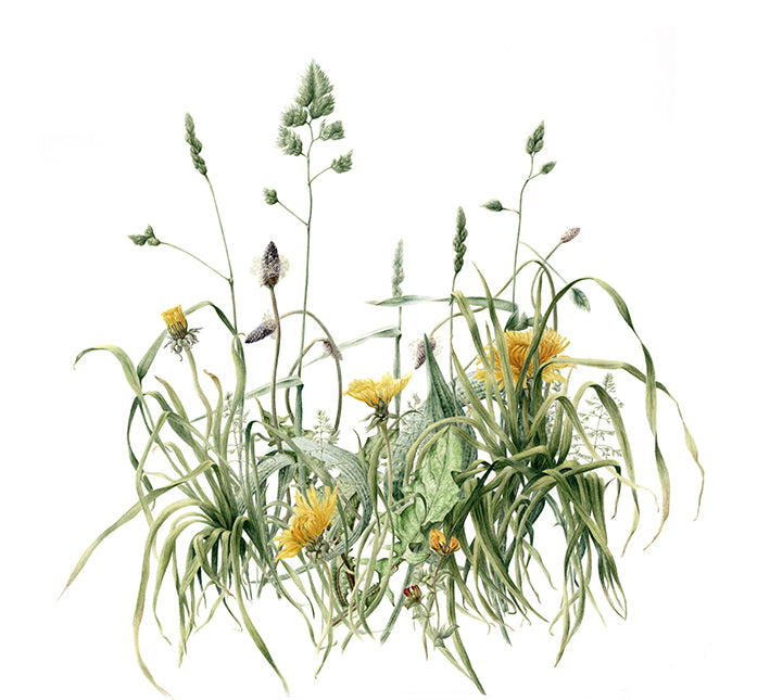 Dandelions - "Flowers not Weeds" Print