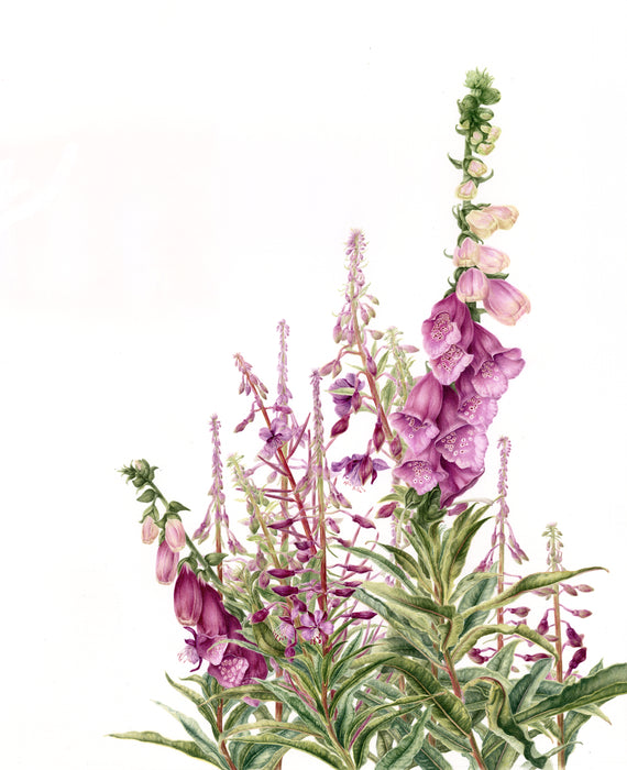 Foxgloves and Rosebay Willowherbs - Print