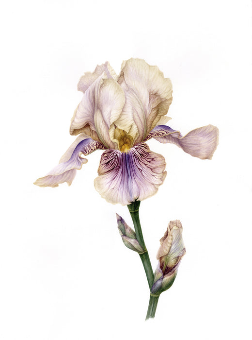 Iris - Benton Olive Print