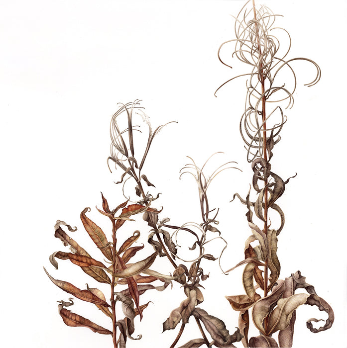 "Bombweed" - Decaying Rosebay Willowherbs Print