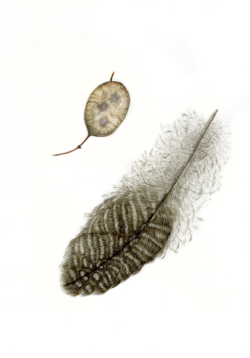 Honesty Seedpod and Guinea Fowl Feather Print