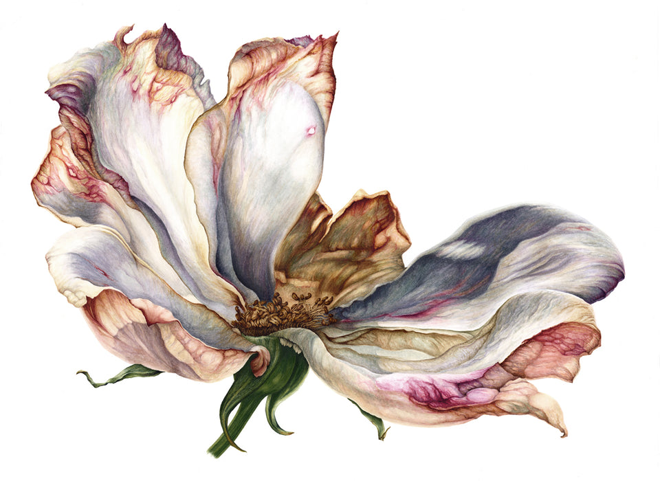 White Rose - "Beauty in Decay" Print