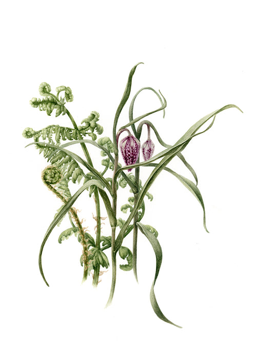 Snakeshead Fritillary and Bracken - Botanical Print