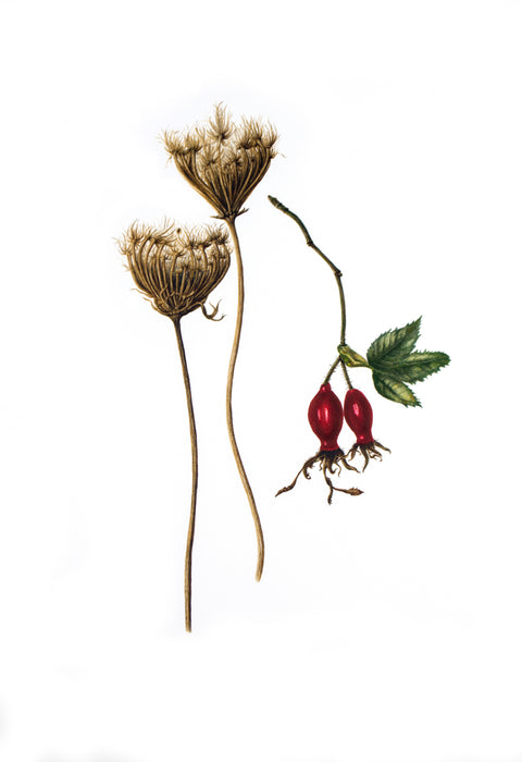 Wild Carrot and Rosehips - "Summer's End" Print