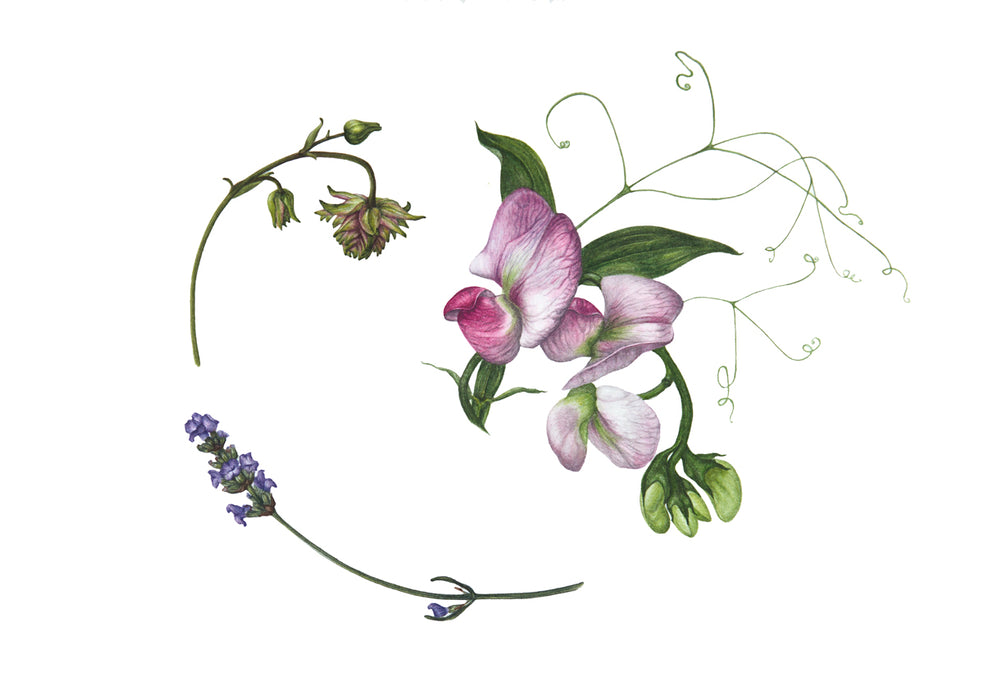 Everlasting Sweetpeas, Lavender Sprig, Granny's Bonnet - "Midsummer" Print